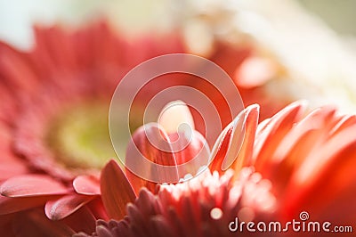 Red Gerbera carpels background Stock Photo