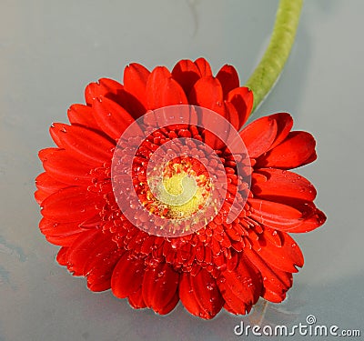 Red gerbera, close-up Stock Photo
