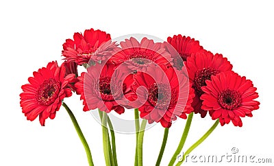 Red Gerbera flower Stock Photo