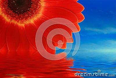 Red gerbera with reflection Stock Photo