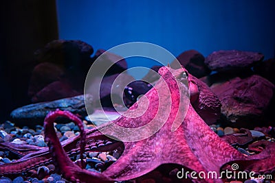 Red giant octopus sleeping in aquarium Stock Photo