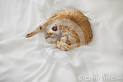 Red ginger cat lies at white bedsheet Stock Photo