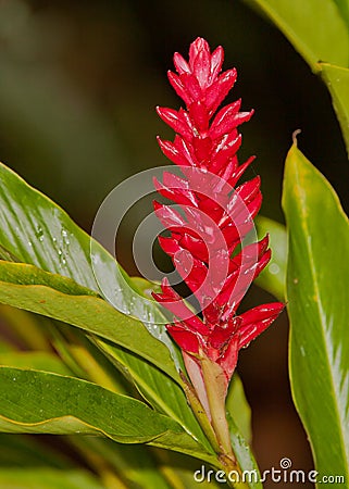 Red Ginger plant Stock Photo