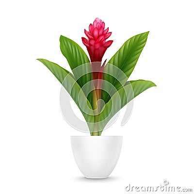 Red Ginger in pot Vector Illustration