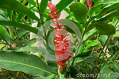 Red ginger `s petal on green leafs, a tropical flowering plant, Botanical name is Alpinia purpurata known as King jungle Stock Photo