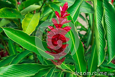 Red ginger`s petal on green leafs, a tropical flowering plant, Botanical name is Alpinia purpurata known as King jungle or Queen Stock Photo