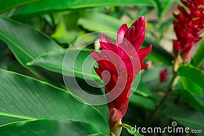 Red ginger `s petal on green leafs, a tropical flowering plant, Botanical name is Alpinia purpurata known as King jungle or Queen Stock Photo