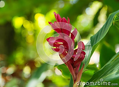 Red Ginger Scientific name: Zingiber officinale Roscoe Stock Photo