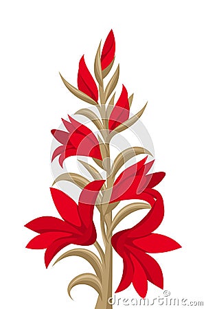 Red gladiolus flowers Vector Illustration