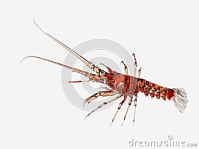 Red glassy lobster Stock Photo