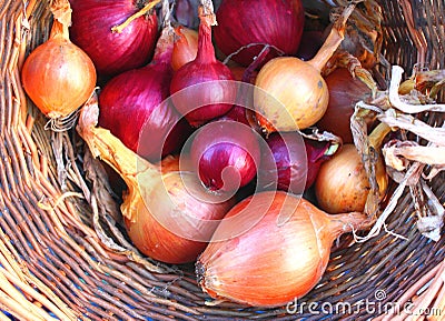 Red and Golden Brown Onions Stock Photo