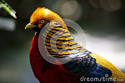 Red Golden Pheasant Stock Photo