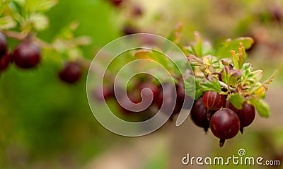 Red Goosberry fruits Stock Photo