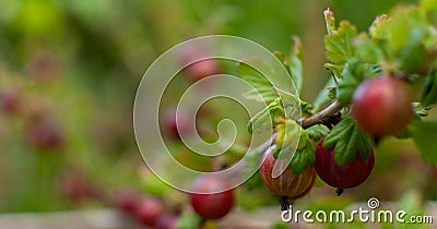Red Goosberry fruits Stock Photo