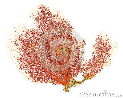 Red Gorgonian or red sea fan coral isolated on white background Stock Photo