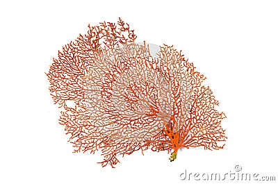 Red Gorgonian or red sea fan coral isolated on white background Stock Photo