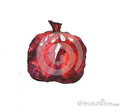 Red granate isolated on white background sketch autumn Stock Photo