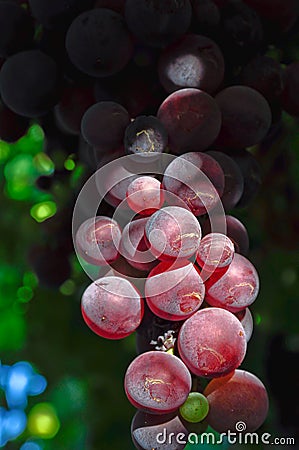 Red grape Stock Photo
