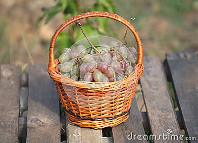 Red grape in brown wicker basket on wooden table closeup Stock Photo