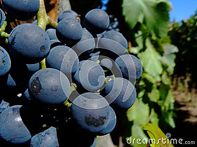 Red grape closeup, large deep purple juicy fruit berries Stock Photo