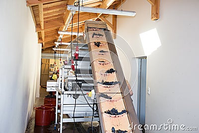 Red grape electric line industry modern winery machine sorting mat with raw grapes in harvest cellar Stock Photo