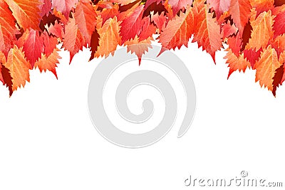 Red grape leaves on white background isolated close up, autumn golden foliage decorative border, fall season maple branches frame Stock Photo