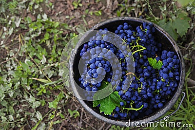 Red grapes in bucket Stock Photo