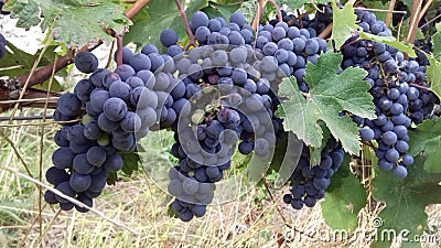 Red grapes Stock Photo