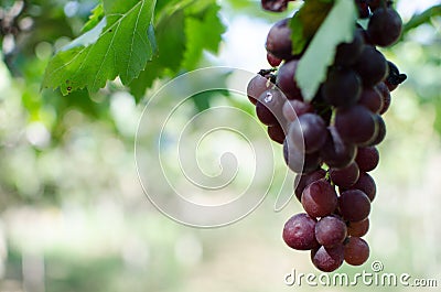 Red grapes harvest in vineyard Stock Photo