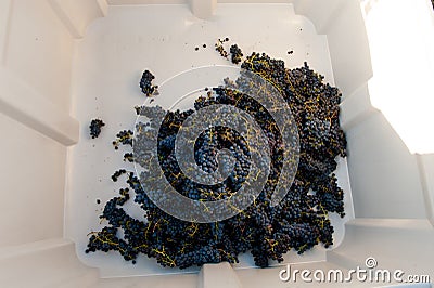 Red Grapes In Loading Bucket Ready For Wine Making Stock Photo