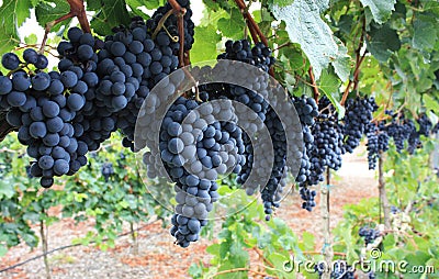 Red grapes. Stock Photo