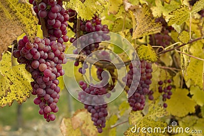 Red Grapes on Vine Stock Photo