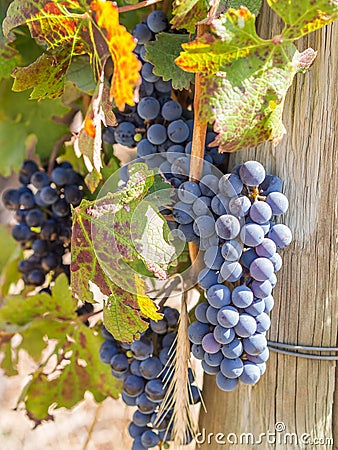 Red grapes in vineyard in Franschhoek, South Africa Stock Photo