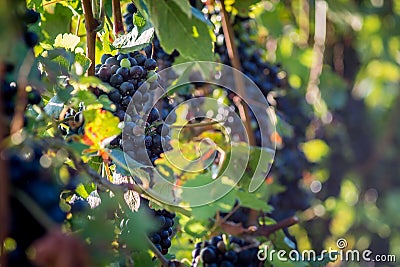 Red grapevine on tree with branches and leaves Stock Photo