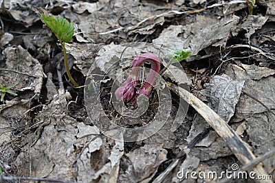 Red grass sprout making its way through a heap of old leaves Stock Photo