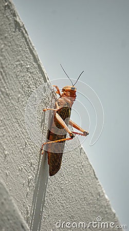 Red grasshopper lobster Stock Photo