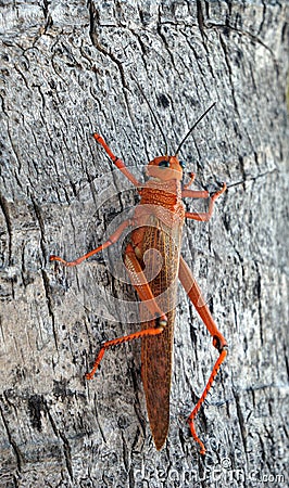 Red grasshopper lobster over a grey bark tree Stock Photo