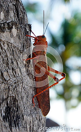 Red grasshopper lobster over a tree Stock Photo