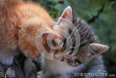 Red and gray kittens Stock Photo