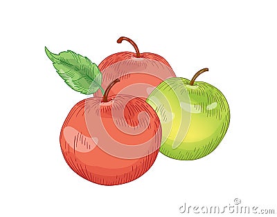 Red and green apple fruits hand drawn vector illustration. Whole three apples composition realistic design element Vector Illustration