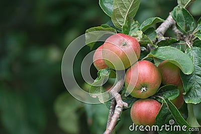 Red and green apples on an apple tree Stock Photo