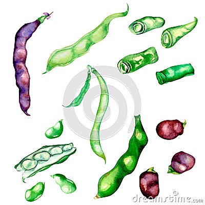 Red, green beans, haricot watercolor illustration isolated Cartoon Illustration