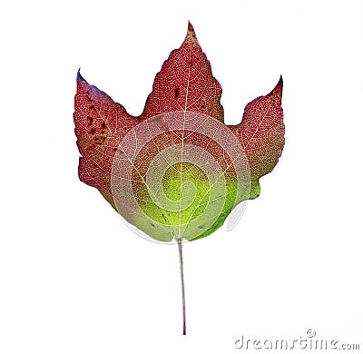 Red green brown fall leaf in studio environment Stock Photo