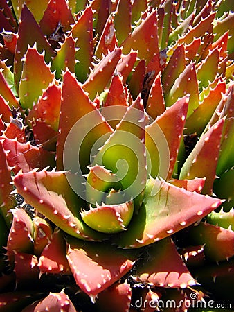 Red and green cactus Stock Photo