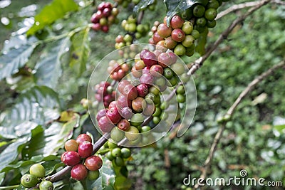 Red and green Coffee beans. Stock Photo