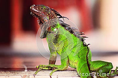 Red and Green Costa Rica Iguana Stock Photo