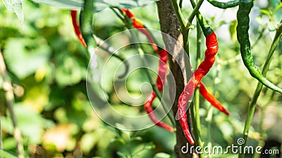 Red and green curly chili (Capsicum annum L.) between the leaves. Stock Photo