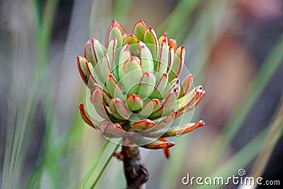 Red and green leaves on a succulent Stock Photo