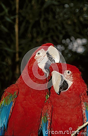 Red-and-Green Macaw, ara chloroptera, Pair Courting Stock Photo