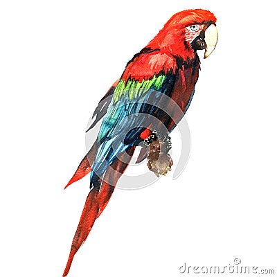 Red green macaw, ara parrot, on branch isolated, watercolor illustration Cartoon Illustration